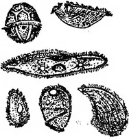 An illustration from The microscope; a simple handbook (1921)