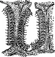 Picture 59 of 60 from The microscope; a simple handbook (1921), leaf 135