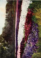 Picture 10 of 24 from Dutch bulbs and gardens (1909), leaf 105