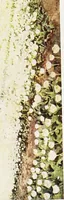Picture 16 of 24 from Dutch bulbs and gardens (1909), leaf 161