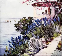 Picture 15 of 25 from The flowers and gardens of Madeira (1909), leaf 113
