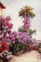 Picture 18 of 25 from The flowers and gardens of Madeira (1909), leaf 151