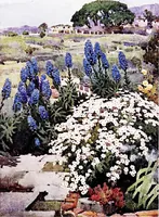 An illustration from The flowers and gardens of Madeira (1909)