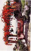 An illustration from The flowers and gardens of Madeira (1909)