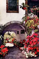 An illustration from The flowers and gardens of Madeira (1909)