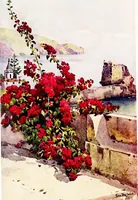 Picture 1 of 25 from The flowers and gardens of Madeira (1909), leaf 4