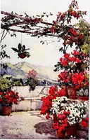 An illustration from The flowers and gardens of Madeira (1909)