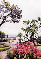 An illustration from The flowers and gardens of Madeira (1909)