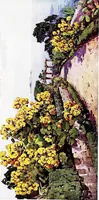 An illustration from The flowers and gardens of Madeira (1909)