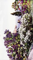 An illustration from The flowers and gardens of Madeira (1909)
