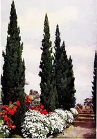Picture 9 of 25 from The flowers and gardens of Madeira (1909), leaf 69