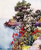 An illustration from The flowers and gardens of Madeira (1909)