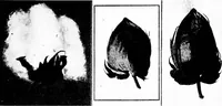 An illustration from Shelter and clothing; a textbook of the household arts (1913)