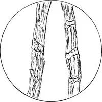 An illustration from Shelter and clothing; a textbook of the household arts (1913)