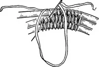 An illustration from Practical and artistic basketry (1904)