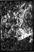 An illustration from Wool substitutes (1922)