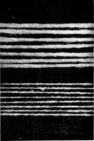 An illustration from Wool substitutes (1922)