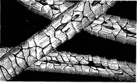 Picture 1 of 60 from Wool substitutes (1922), leaf 22