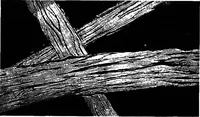 Picture 2 of 60 from Wool substitutes (1922), leaf 24
