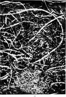 An illustration from Wool substitutes (1922)