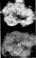 Picture 16 of 60 from Wool substitutes (1922), leaf 88