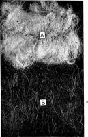 Picture 18 of 60 from Wool substitutes (1922), leaf 94