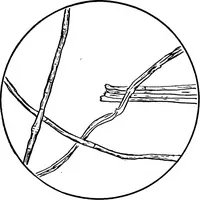 An illustration from Study of fabrics (1920)