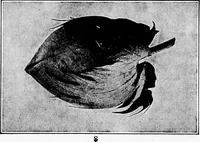 An illustration from Study of fabrics (1920)