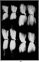An illustration from Study of fabrics (1920)