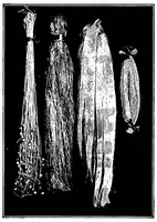 Picture 15 of 16 from Study of fabrics (1920), leaf 104