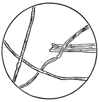 An illustration from Study of fabrics (1920)