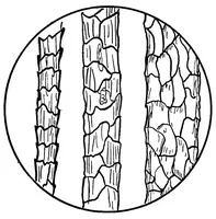 An illustration from Study of fabrics (1920)