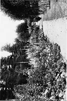 An illustration from The happy garden (1912)