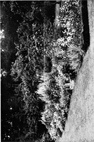 An illustration from The happy garden (1912)