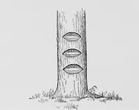 An illustration from Boundaries and landmarks: a practical manual (1912)