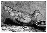 Picture 11 of 14 from The seven follies of science; a popular account of the most famous scientific impossibilities and the attempts which have been made to solve them. To which is added a small budget of interesting paradoxes, illusions, and marvels (1906), leaf 157