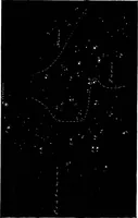 An illustration from The visible universe; chapters on the origin and construction of the heavens (1892)