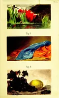 Picture 6 of 17 from The theory of colouring: being an analysis of the principles of contrast and harmony in the arrangement of colours, with their application to the study of nature, and hints on the composition of pictures, etc (1872), leaf 42