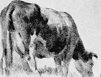 An illustration from Dutch painters of the nineteenth century. With biographical notices (1898)