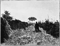 Picture 200 of 225 from Dutch painters of the nineteenth century. With biographical notices (1898), leaf 303