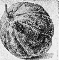 An illustration from Dutch painters of the nineteenth century. With biographical notices (1898)