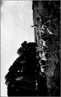 An illustration from Studies in pictures; an introduction to the famous galleries (1907)