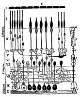 An illustration from The physiology of vision with special reference to colour blindness (1920)