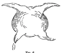 Picture 4 of 14 from The physiology of vision with special reference to colour blindness (1920), leaf 99