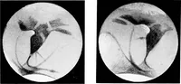 Picture 66 of 98 from General astronomy (1922), leaf 274