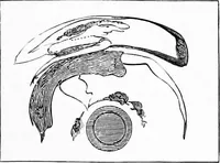 An illustration from Experimental science. Elementary, practical and experimental physics (1890)