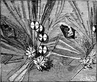 An illustration from Experimental science. Elementary, practical and experimental physics (1890)