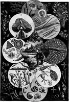 An illustration from Experimental science. Elementary, practical and experimental physics (1890)