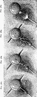 An illustration from Experimental science. Elementary, practical and experimental physics (1890)
