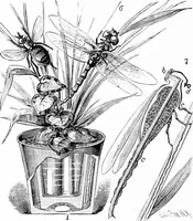 An illustration from Experimental science. Elementary, practical and experimental physics (1890)